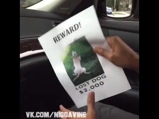 missing dog (nigga vine)