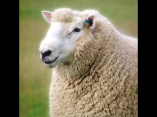 if trey songz was a sheep (nigga vine)