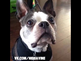 the look a dog gives you while you eat (nigga vine)