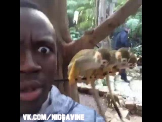 these monkeys was throwing poop though (nigga vine)